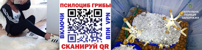 где купить наркоту  shop как зайти  Псилоцибиновые грибы Psilocybe  Ясногорск 